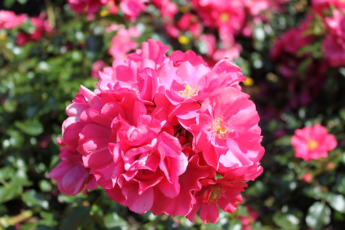 Rose Garden, Greenwich Park
