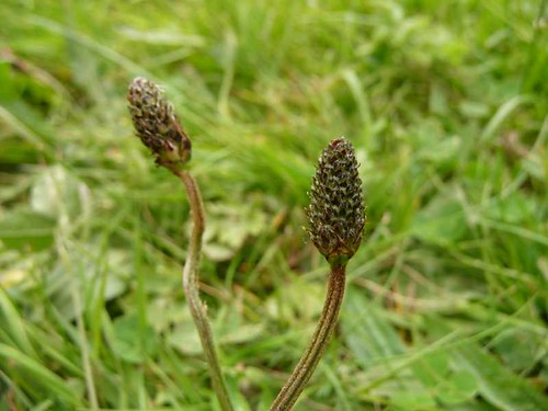 Plantain-ribwort-heads-canalside-devizes-5.5.09-no2