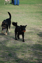 In the dog park
