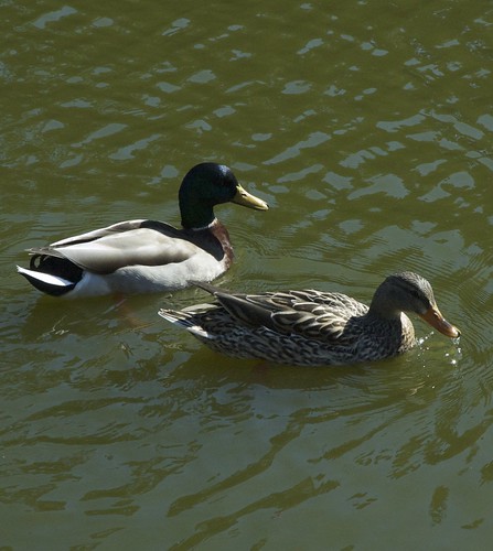 ducks at stowe lake