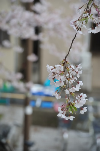 Cherry blossoms at Mukojima