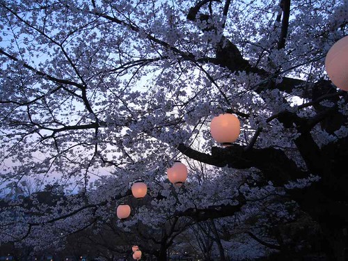 09-04-05【桜】＠若草山-04