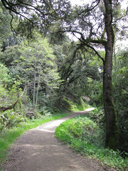tree-lined trail