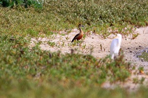 過境東沙的樹鴨。楊玉祥攝，海管處提供