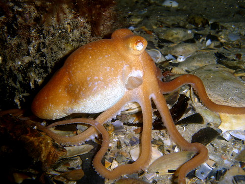 Октопод на остацима шкољке (фото Saspotato)