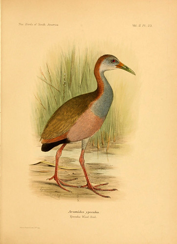 012- Ypecaá -Rascon de cuello rojo-The birds of South America 1912