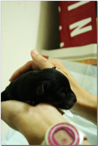 2009-03-12-「預約認養」台中救援的黃金獵犬大甲媽三毛～昨天生了7隻混黃金獵犬幼犬～開始接受預約認養，三毛媽媽也要找新家喔！