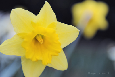 bloggerNW treated daffodil