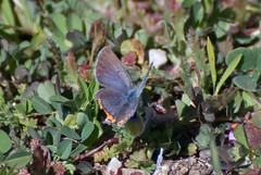 Acmon Blue Butterfly (open)