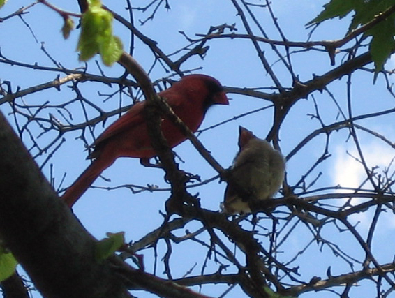 Cardinal And Infant
