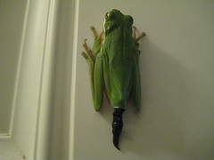 This frog is pooping on my door