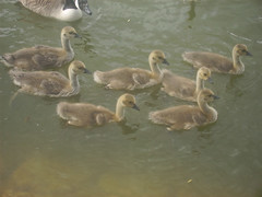 Saltwell Baby Geese (flickr)