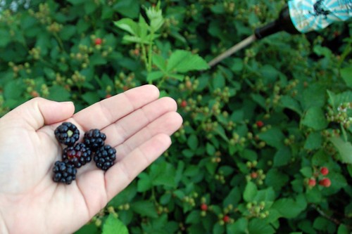 the first five blackberries