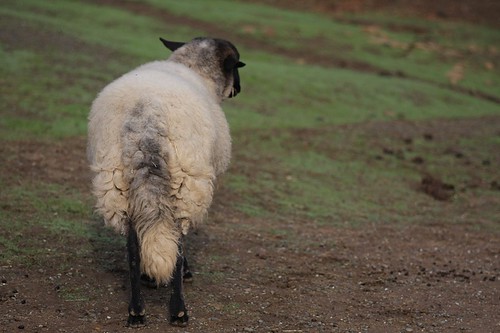 aiden sheeps tail