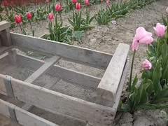 Tulips and Crates