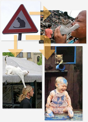 watch-cats-warning