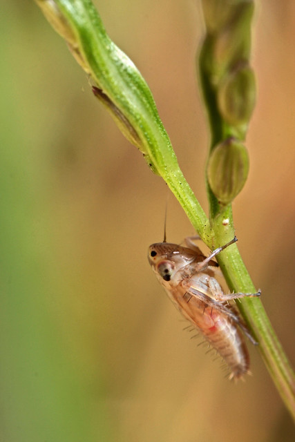 Gray Lawn Leafhopper (Exitianus exitiosus) nymph