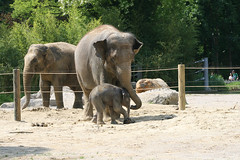 Elefantenmutter füttert ihr Junges