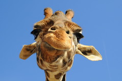 Giraffe's Goofy Grin!