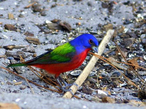 Male Painted Bunting 20090225