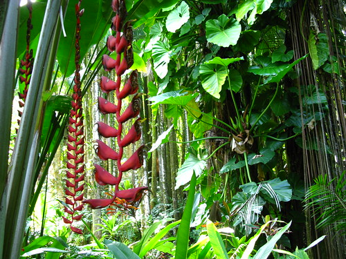 Heliconia longissima (Hawaii Tropical botanical Garden)