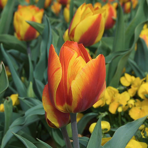 Missouri Botanical Garden (Shaw's Garden), in Saint Louis, Missouri, USA - orange and yellow tulip