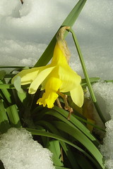 030109-18 Snow Daffodil