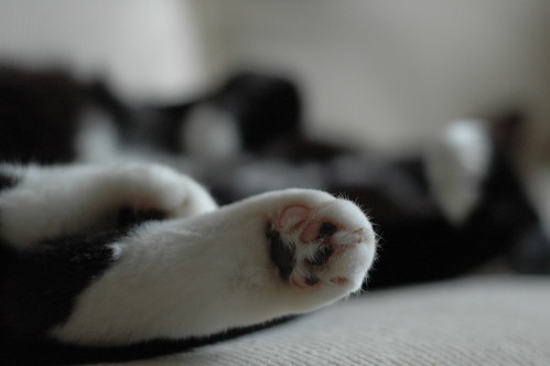 Kitty feet