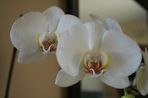 White Orchids: A Pair
