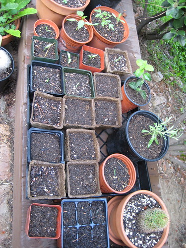 little pots in process