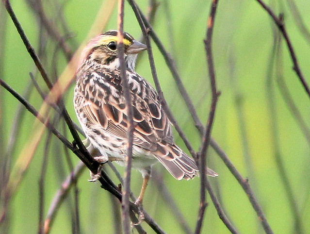 Savannah Sparrow 20110512