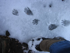 raccoon tracks on back porch