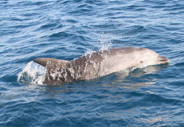 delfino a Capo Noli