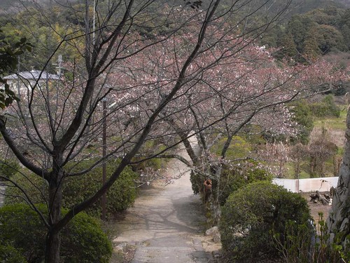 2009年-桜＠山の辺の道-04