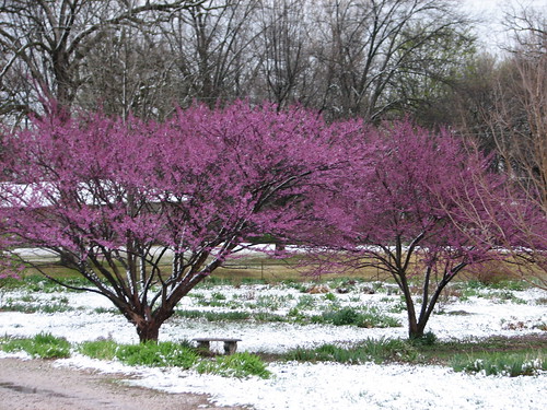 redbuds and snow along the driveway
