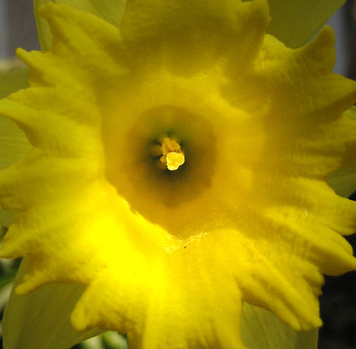 Daffodil macro 31Mar09