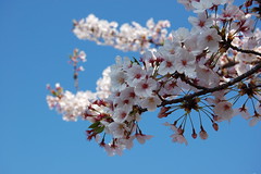 青い空、白い桜