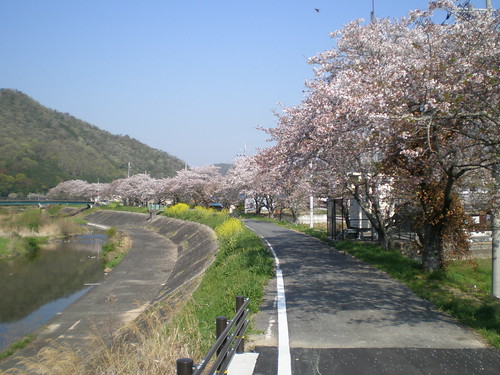 Kamigori Sakura