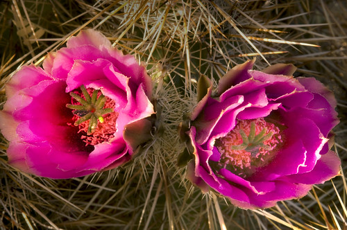 Purple Cactus Flower A
