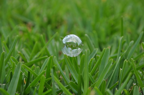 Bubble on St. Augustine grass by jmorgan90