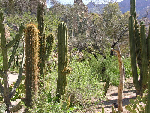 Cacti in Desert Garden