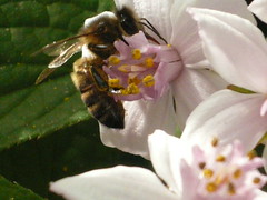 Abeille perchée en cueillette de pollen sur les fleurs d'un arbuste Viburnum