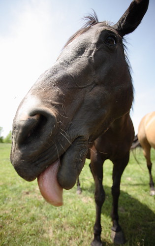 funny horse pictures. Funny Horse !