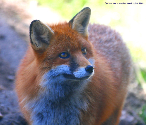 She's a Fox...:O)) by law_keven.