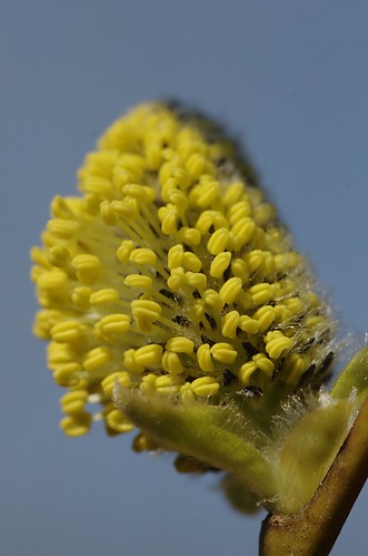 Salix caprea | Boswilg, meeldraadkatje - Goat willow, maie catkin