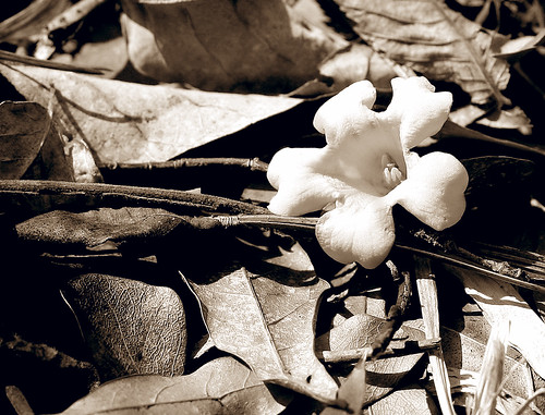 late fall forest floor floral 2