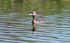 The Daily Bird: Pied-billed Grebe