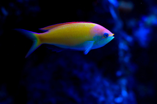 Tropical Fishes For Aquarium. NE Aquarium Tropical Fish #1
