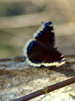 1st Butterfly 2009