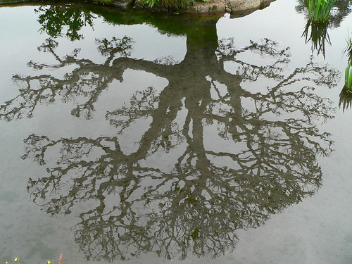 Reflektion eines Baumes, Kairaku-en 
